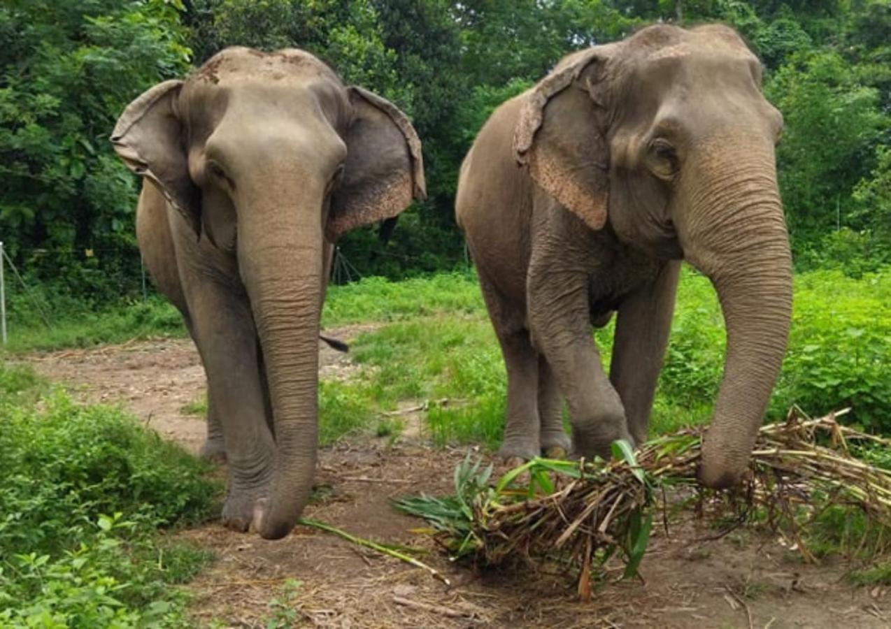 Tiger Tops Tharu Lodge Chitwan Exterior photo