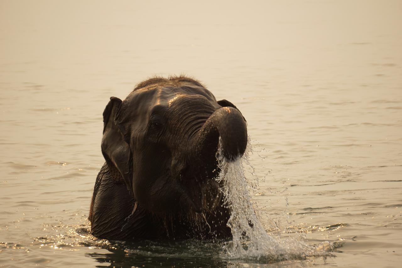 Tiger Tops Tharu Lodge Chitwan Exterior photo