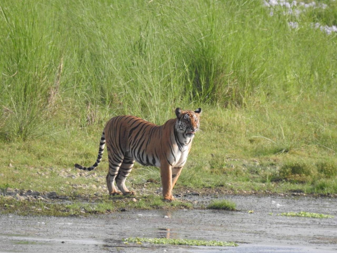 Tiger Tops Tharu Lodge Chitwan Exterior photo
