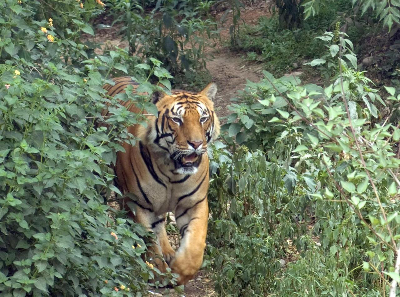 Tiger Tops Tharu Lodge Chitwan Exterior photo