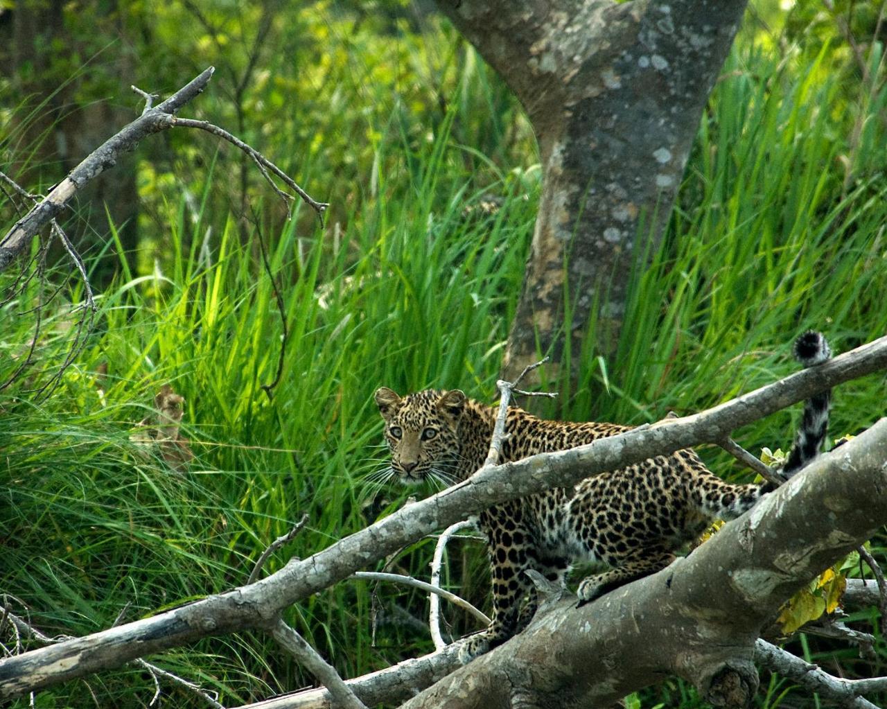 Tiger Tops Tharu Lodge Chitwan Exterior photo